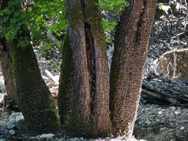 Pillangók völgye