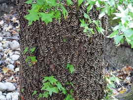 Pillangók völgye