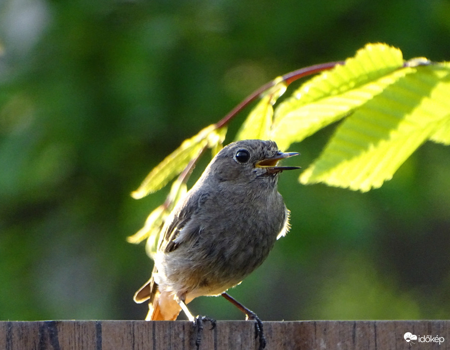 Kérem a reggelimet! 