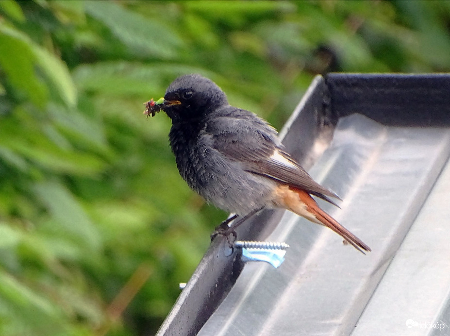 Mifelénk nem gyűrűznek
