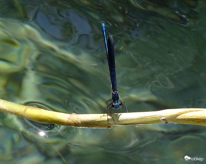 Kisasszony-szitakötő