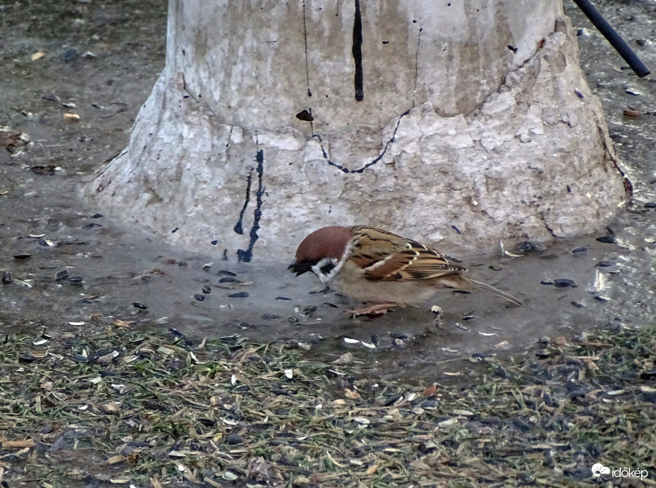 A mezgerélő.