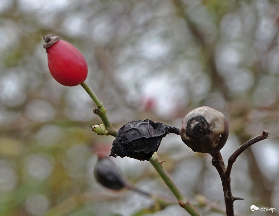 Amikor  eljön az idő