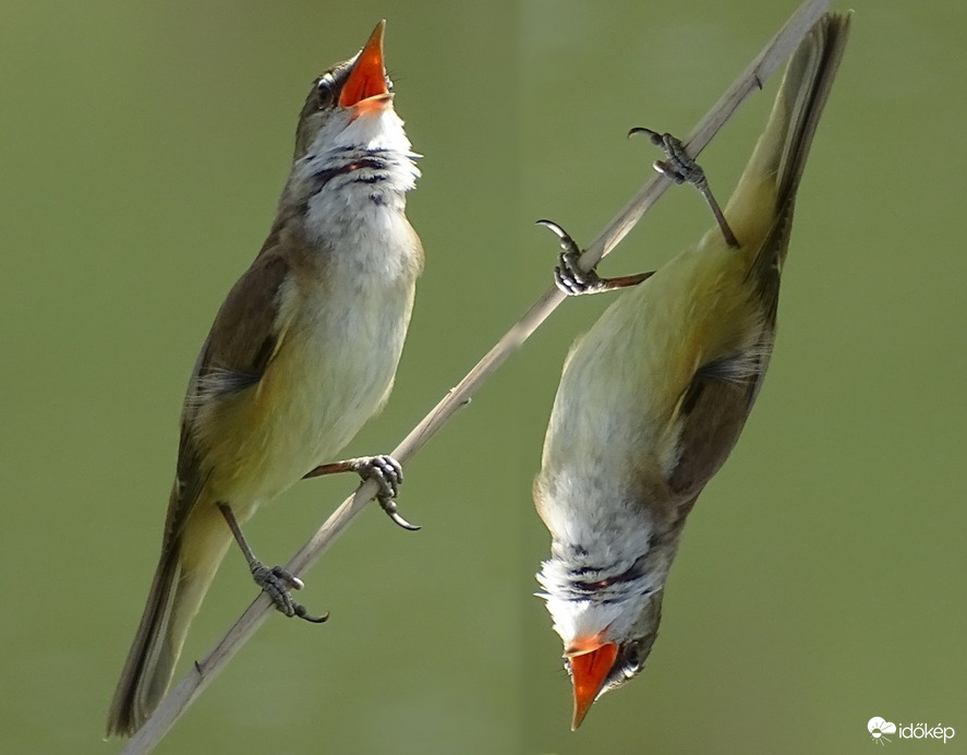 Így szólt a balra lévő 