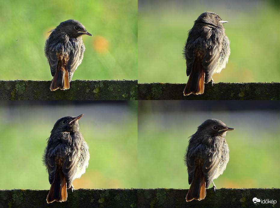 Reggeli tétovázás