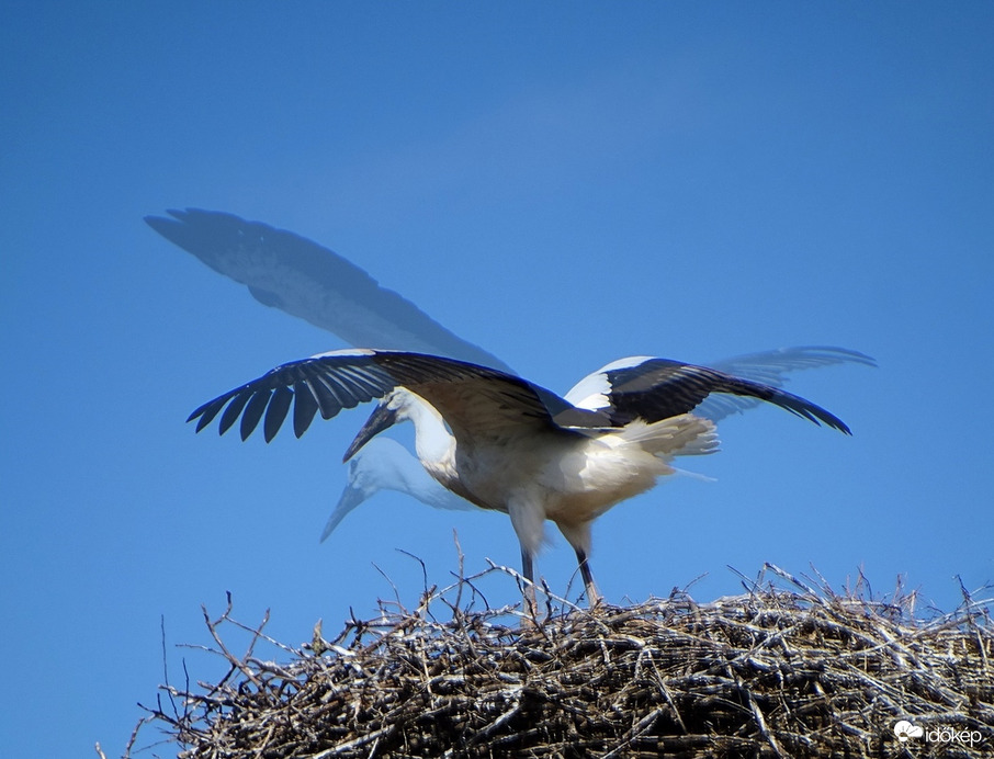 A szárnyfesztáv percről percre nő 
