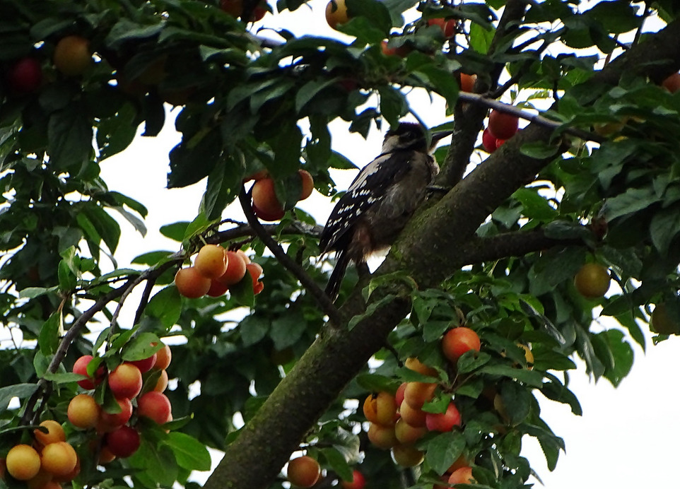 Vadszilvát kedvelő harkály 