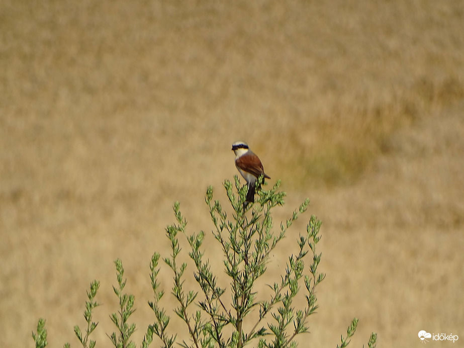 Tövisszúró gébics