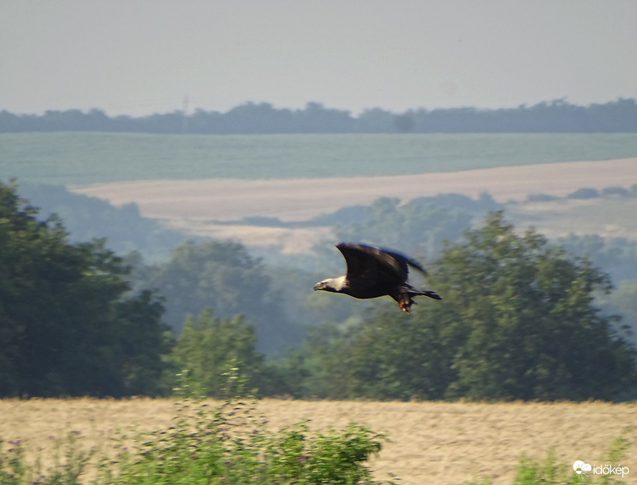 Parlagi sas némi zsákmánnyal 