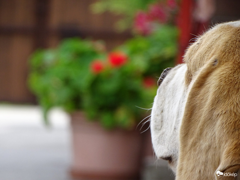 Izgalommentes csütörtök délután 