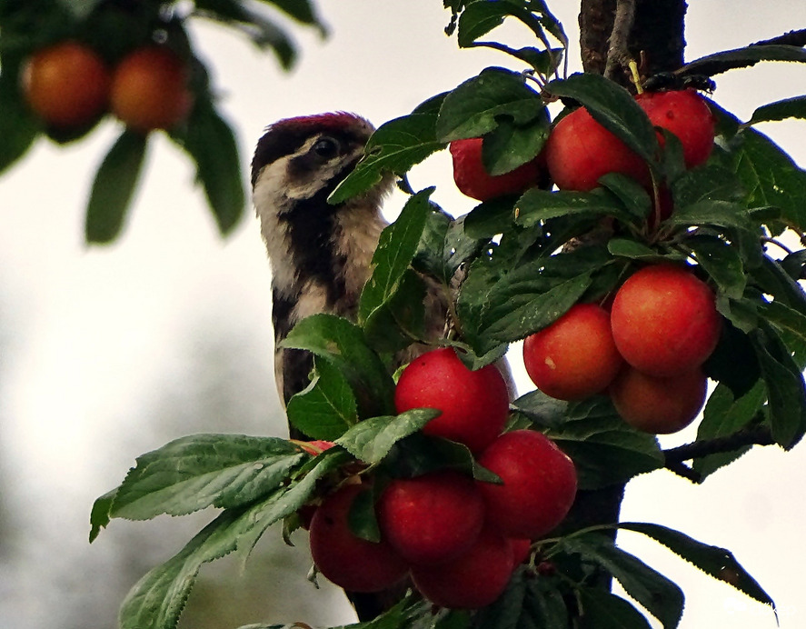 Mondd, te melyiket választanád?