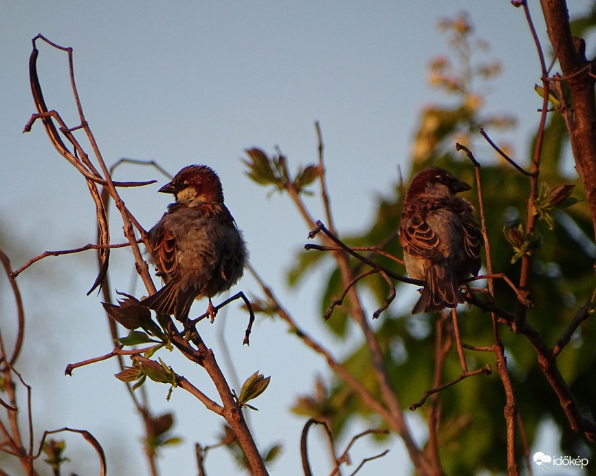 Verebek naplemente előtt