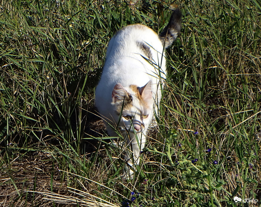 Kelő nappal én is kelek