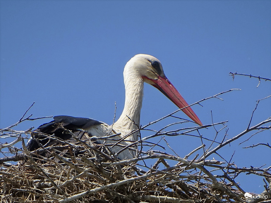 Rezzenéstelen arccal 