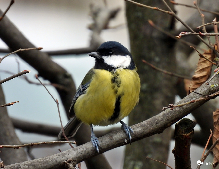 Érdeklődési köröm mostanában, magvak