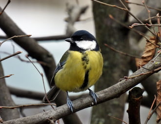 Érdeklődési köröm mostanában, magvak