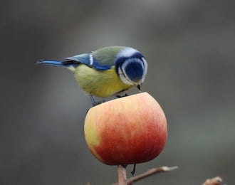 Ha jól látom,  ez egy  ....