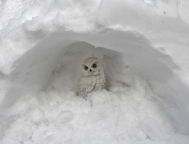 A hóbagoly is méltó helyére került