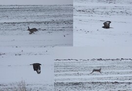 Délelőtti rohanás 