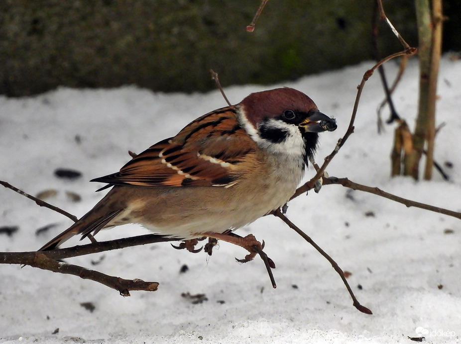 Nyomokban magvat tartalmazó veréb 