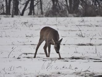Ott eszlek meg ahol vagy! 