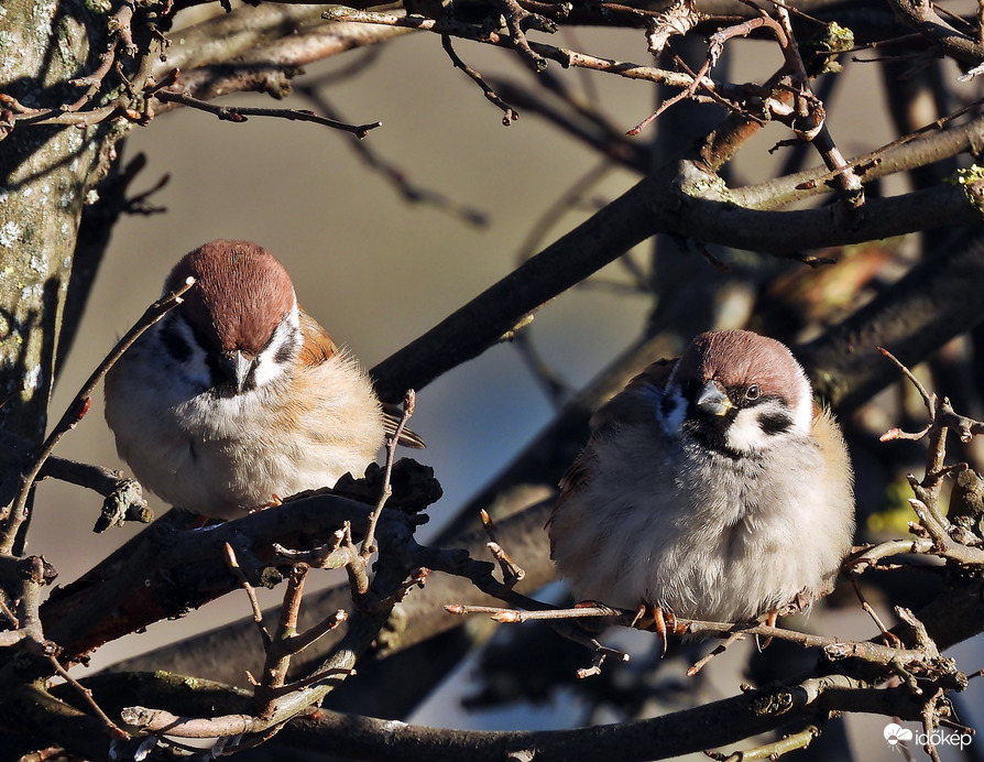 Menjünk vagy maradjunk?