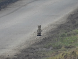 Nincs árnyékom, kint maradok! 