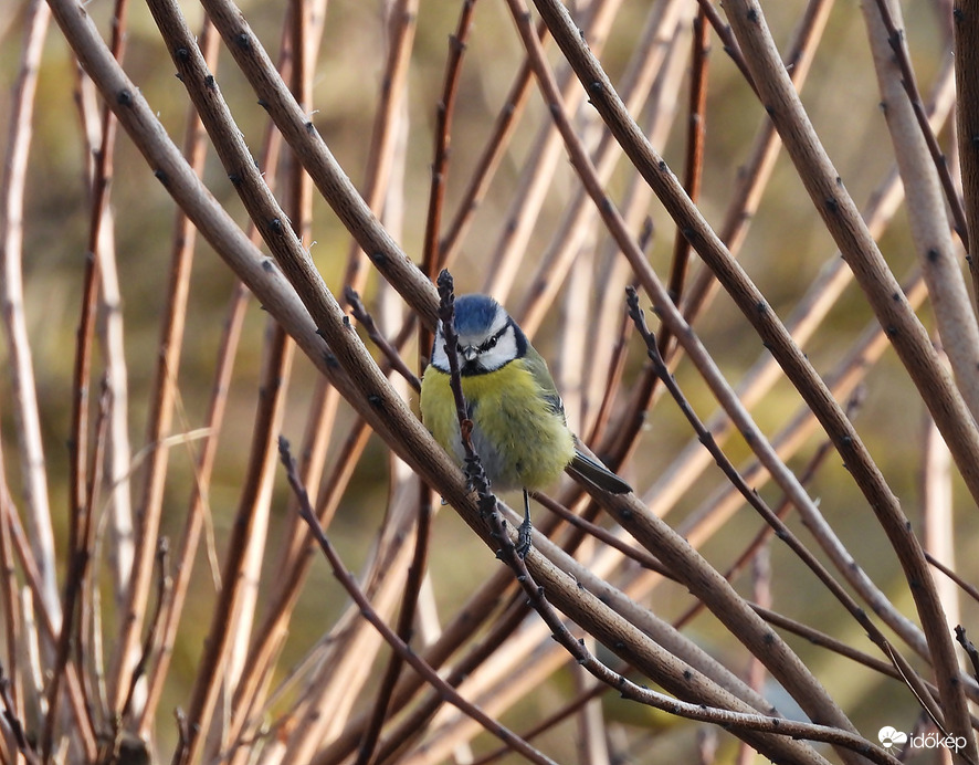 Ahová nézek, vessző terem 