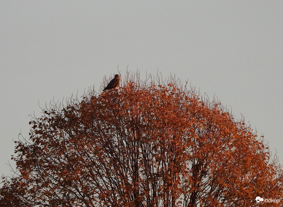 Napkeltében   pompázó