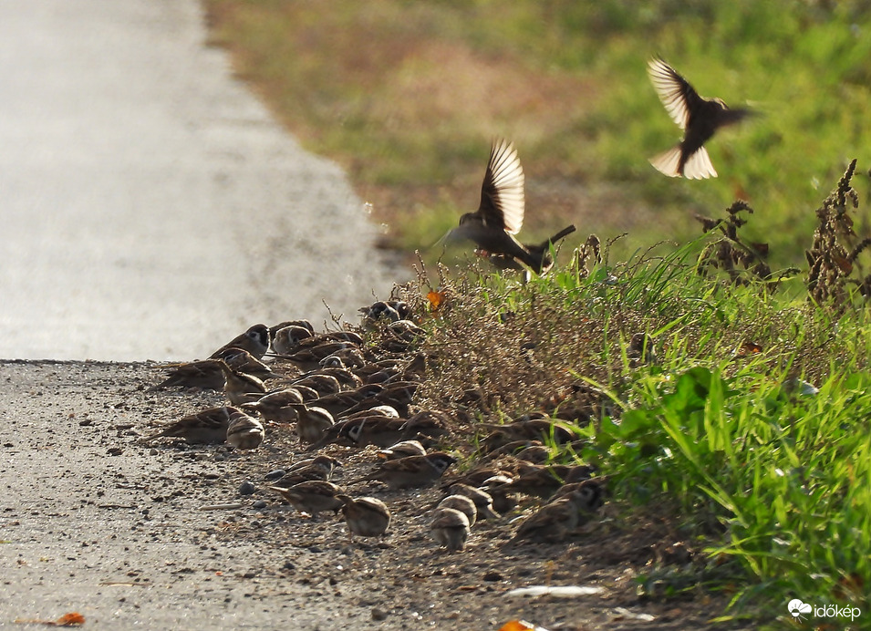 Reggeliző verebek 