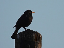 Én keltem hamarabb,  vagy a Nap? 