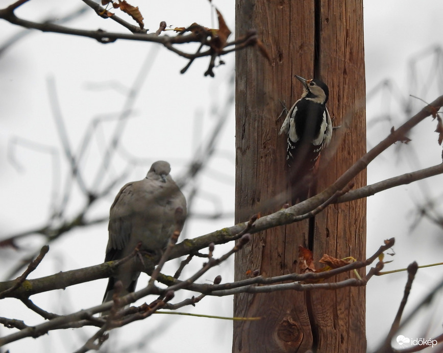 Gerle és hangos szomszédja 