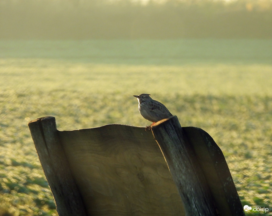 Csendélet? Pont tőle? 