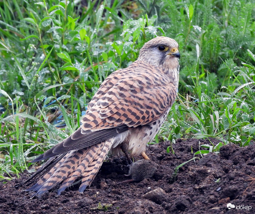 A második fogás ebédre