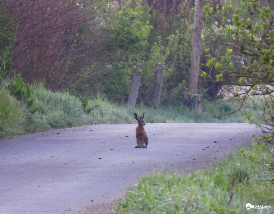 Húsvéti hajtás után, kissé lestrapálva 