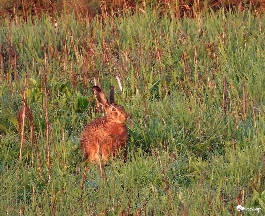Harmatos fűben napkeltekor
