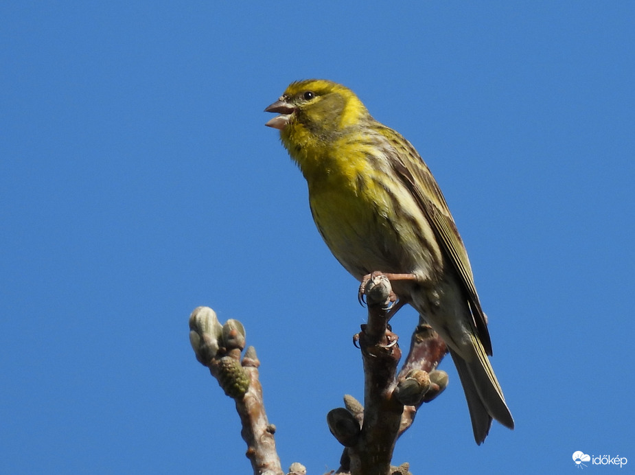 Zöldike hangoskodik