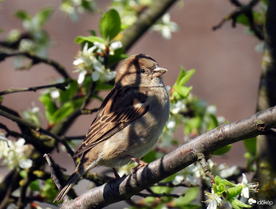 Vagy fog esni, vagy nem 