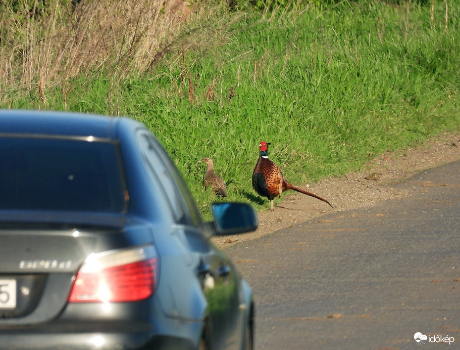 Félre kakas, félre tyúk