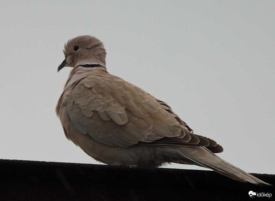 Már majdnem száraz