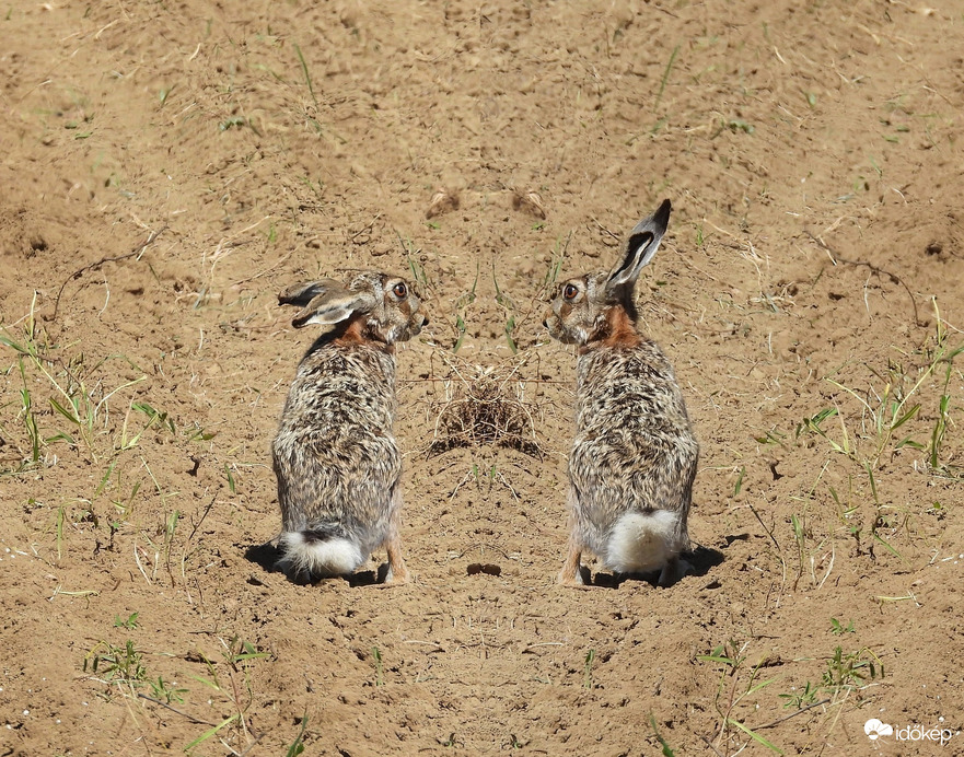 Ismerős vagy valahonnan 