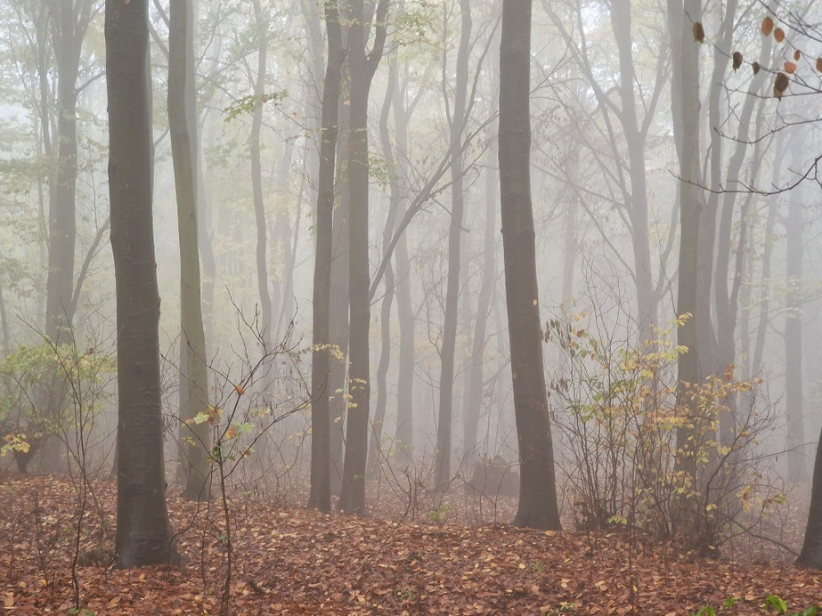 Budapest XII.ker - Normafa