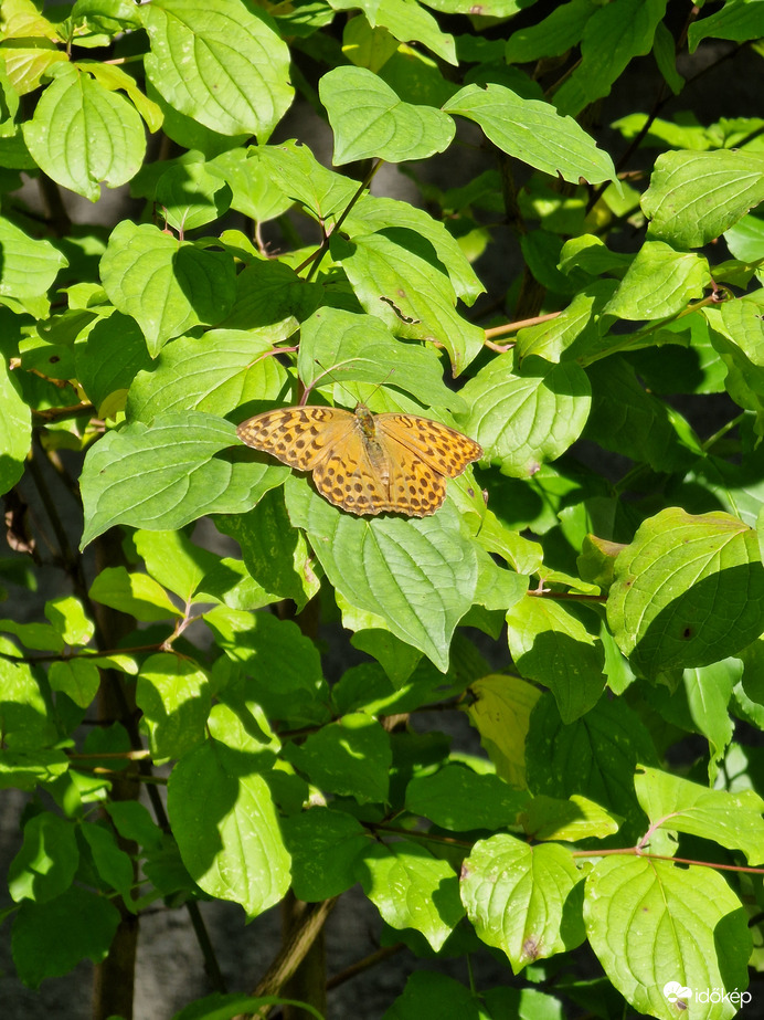 Lepke a csillagsomon