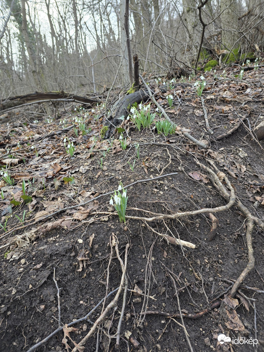 Budapest XII.ker - Normafa