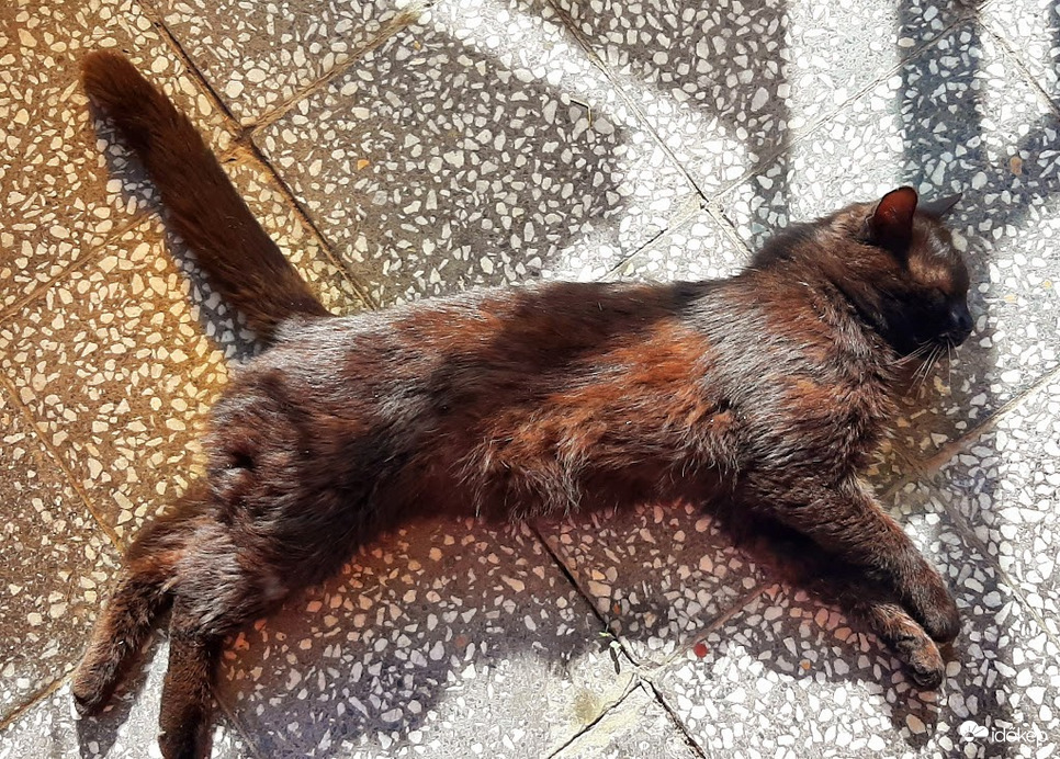 A kis puma "jelünk" :-)