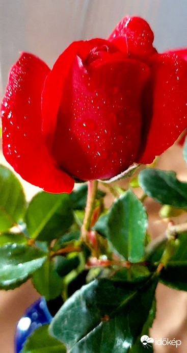 Őszel az utolsó szál rózsám