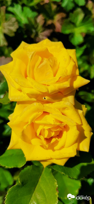 A sárga rózsák..