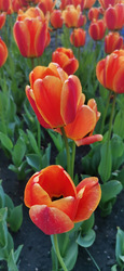 Narancs színű tulipán..