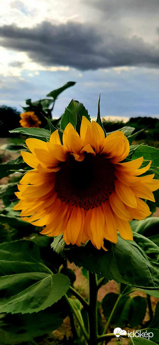 Napraforgó..4.