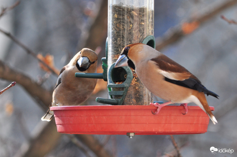 Vendégeim-meggyvágó